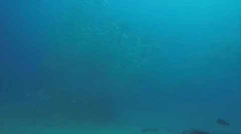 Big eye Trevally Jack, (Caranx sexfasciatus) Stock Footage 59132549