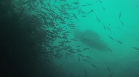 Big eye Trevally Jack, (Caranx sexfasciatus) Stock Footage 59140727