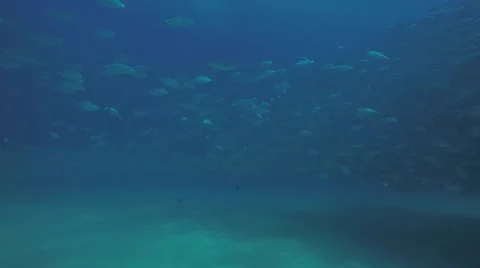 Big eye Trevally Jack, (Caranx sexfasciatus) Stock Footage 59141030