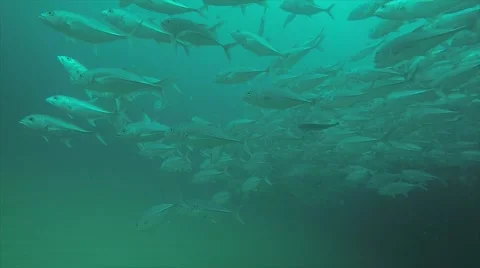 Big eye Trevally Jack, (Caranx sexfasciatus) Stock Footage 59141215