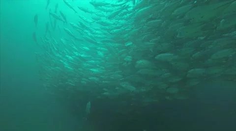 Big eye Trevally Jack, (Caranx sexfasciatus) Stock Footage 59141808