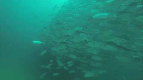 Big eye Trevally Jack, (Caranx sexfasciatus) Stock Footage 59142630