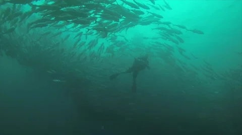 Big eye Trevally Jack, (Caranx sexfasciatus) Stock Footage 59143317