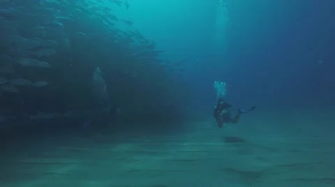 Big eye Trevally Jack, (Caranx sexfasciatus) Stock Footage 59145554