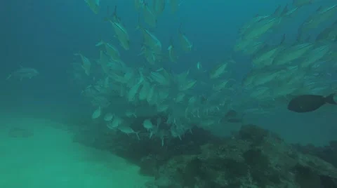 Big eye Trevally Jack, (Caranx sexfasciatus) Stock Footage 59146384