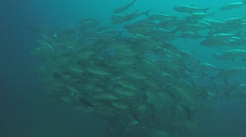 Big eye Trevally Jack, (Caranx sexfasciatus) Stock Footage 59146782