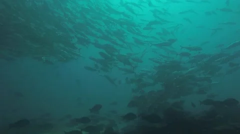 Big eye Trevally Jack, (Caranx sexfasciatus) Stock Footage 59146814