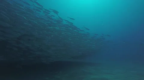 Big eye Trevally Jack, (Caranx sexfasciatus) Stock Footage 59147186