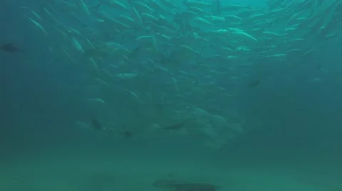 Big eye Trevally Jack, (Caranx sexfasciatus) Stock Footage 59147855