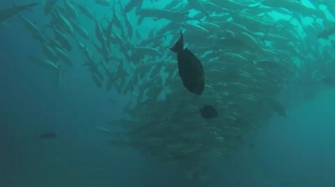 Big eye Trevally Jack, (Caranx sexfasciatus) Stock Footage 59148067
