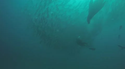 Big eye Trevally Jack, (Caranx sexfasciatus) Stock Footage 59148226