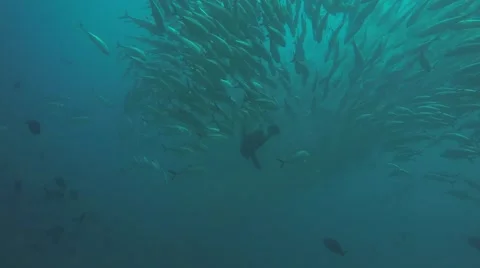 Big eye Trevally Jack, (Caranx sexfasciatus) Stock Footage 59148627