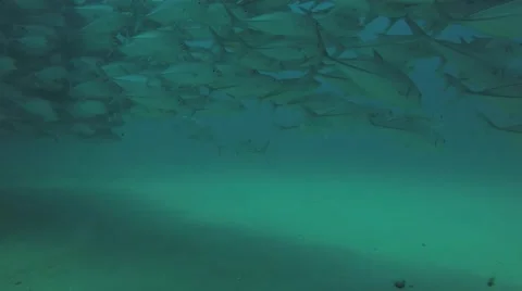 Big eye Trevally Jack, (Caranx sexfasciatus) Stock Footage 59148924