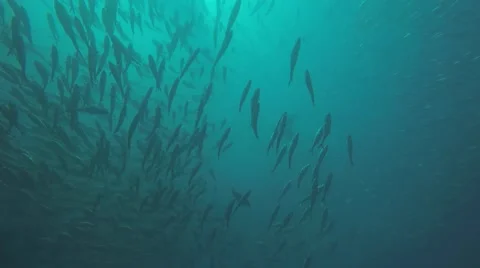 Big eye Trevally Jack, (Caranx sexfasciatus) Stock Footage 59149081