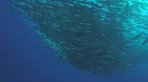 Big eye Trevally Jack, (Caranx sexfasciatus) Stock Footage 59161111