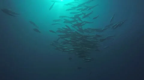 Big eye Trevally Jack, (Caranx sexfasciatus) Stock Footage 59173844