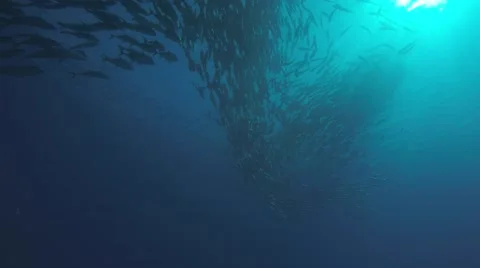 Big eye Trevally Jack, (Caranx sexfasciatus) Stock Footage 59174255