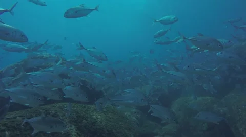 Big eye Trevally Jack, (Caranx sexfasciatus) Stock Footage 59208294