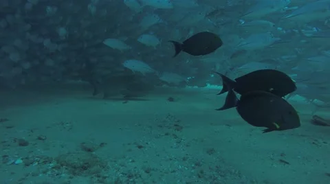 Big eye Trevally Jack, (Caranx sexfasciatus) Stock Footage 59211966