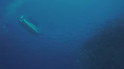 Big eye Trevally Jack, (Caranx sexfasciatus) Stock Footage 59294063