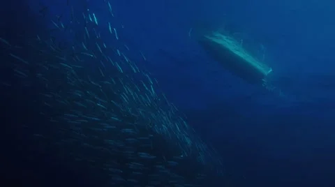 Big eye Trevally Jack, (Caranx sexfasciatus) Stock Footage 59305275