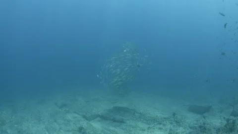 Big eye Trevally Jack, (Caranx sexfasciatus). Stock Footage 101424295