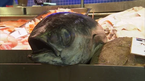 Big eyes of a fish Stock Footage 86266430
