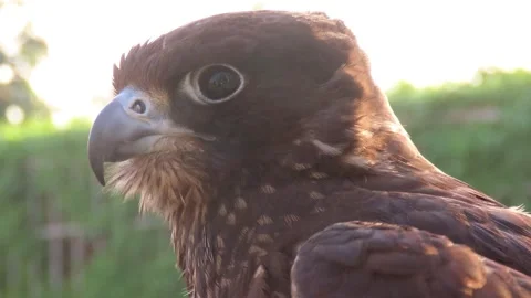 Big Falcon Stock Footage 261005694