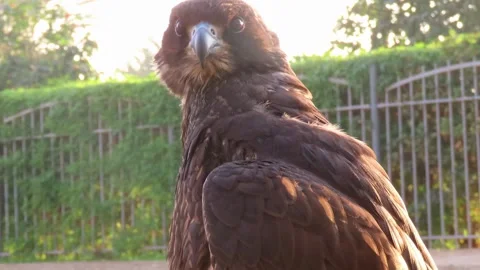 Big Falcon staring at me Stock Footage 261005727