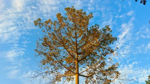 Big fall tree with warm-toned leaves and bright blue sky Stock Photos