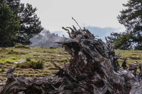 Big fallen dead tree on a mountain landscape - close up shot Stock Photos