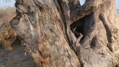Big fallen down tree trunks of Baobab tree standing on the ground  with root Stock Footage 164649635