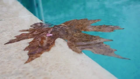 Big fallen maple leaf and small leaves slowly float in swimming pool clean blue 库存影片 156701654