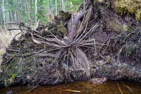 Big fallen pine tree in forest after hurricane. Stock Photos