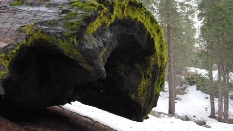 Big fallen sequoia tree Stock Footage 301177387