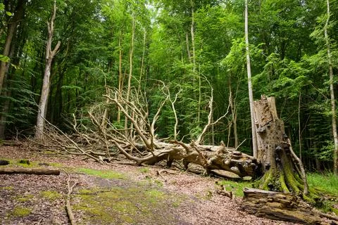 A big fallen tree in a deciduous forest Stock Photos