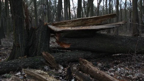 The big fallen tree in the forest 스톡 동영상 123980569
