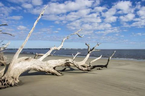 Big fallen tree Stock Photos