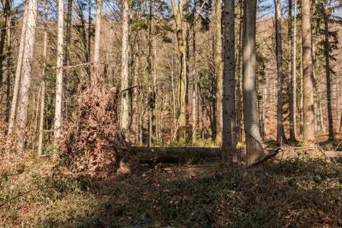 Big fallen trees in the middle of the forest Stockfoto's