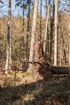 Big fallen trees in the middle of the forest Stock-Fotos