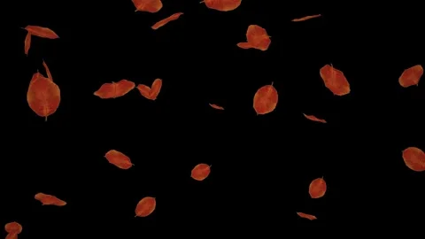 Big falling red leaves isolated with an alpha channel Stock Footage 255658795