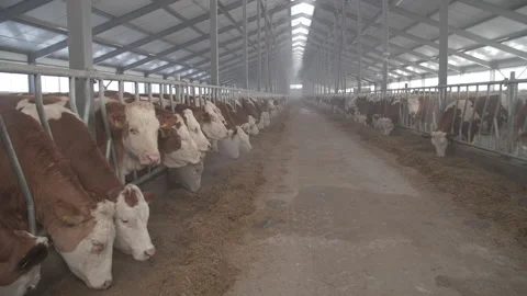 Big farm for cows Stock Footage 231967492
