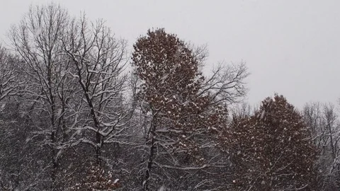Big fast snowfall in the woods Stock Footage 108570371