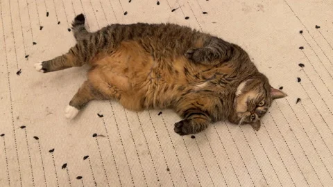 A big fat brown cat lying on its back on a white carpet Stock Footage 305626273