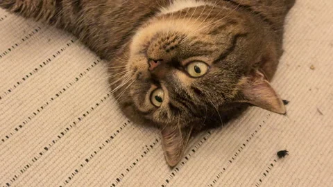 A big fat brown cat lying on its back on a white carpet Vídeo Stock 305626314