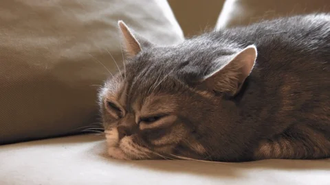 Big fat cat. Video stock 119284854