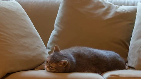 Big fat cat. Video stock 119284946