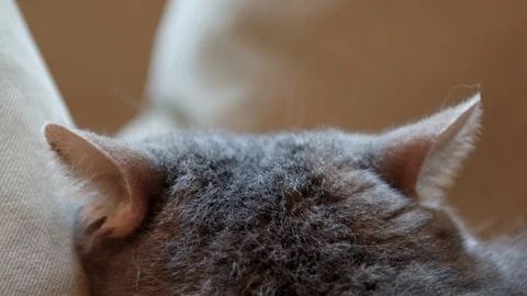 Big fat cat. Video stock 119284993