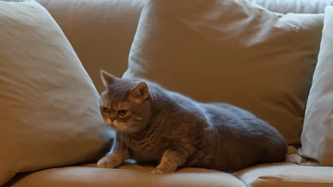 Big fat cat. Stock Footage 119285001