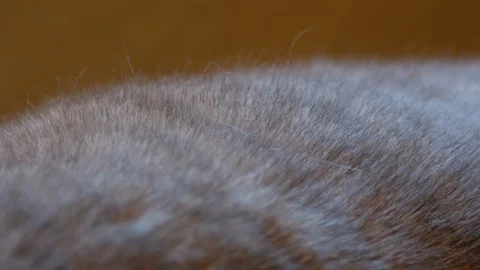 Big fat cat. Video stock 119285048